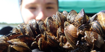Zebra mussel genome unveiled
